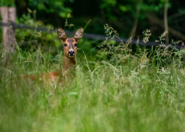 Chevreuil dans les herbes vertes de profil qui tourne la tête pour nous regarder