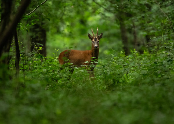 chevreuil mâle au milieu des ronces et orties. C'est dans ce chemin peu fréquenté par l'homme que j'i pu approcher et photographier ce magnifique animal dans son environnement
