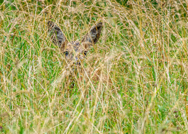 Chevreuil camouflé dans les grandes herbes. On le distingue à peine. On peut apercevoir ses grandes oreilles.