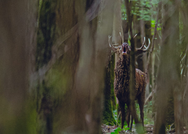Cerf qui brame dans la forêt