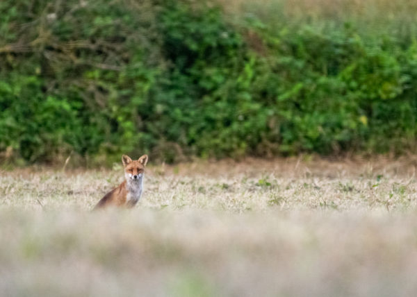 Je vous montre mon premier regard échangé avec un renard