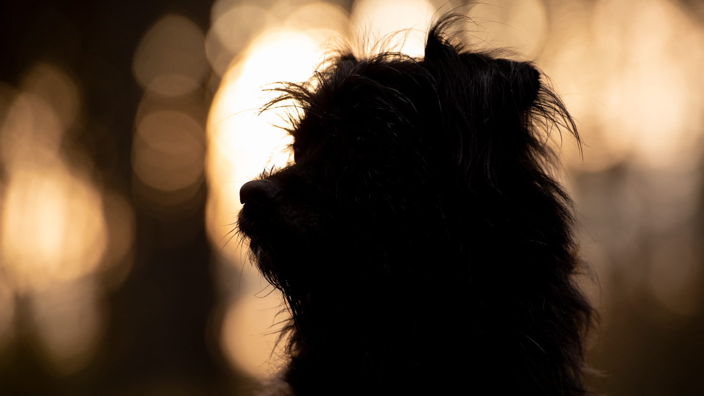 silhouette d'un chien a la lumière matinale