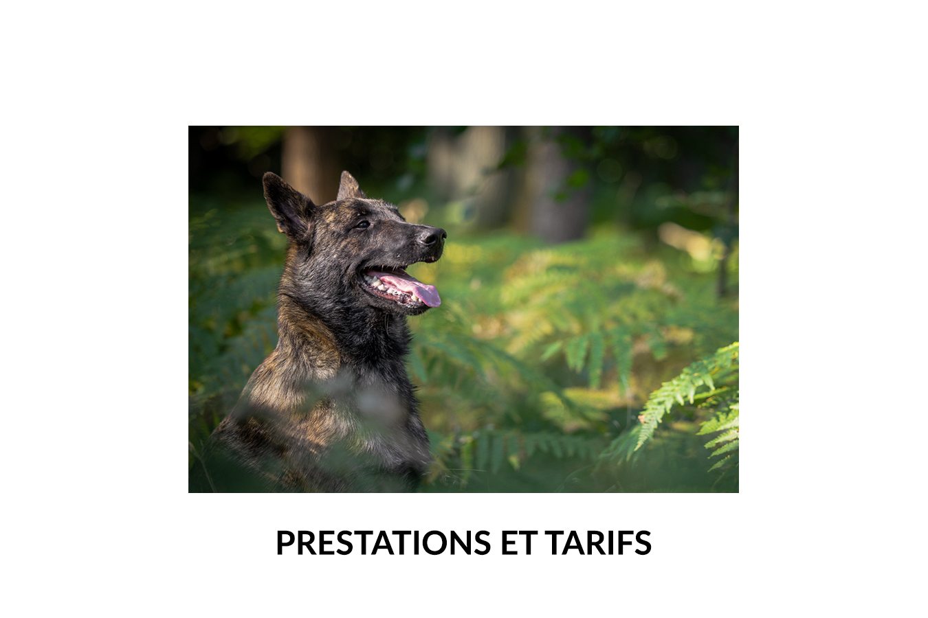 Image de chien avec Titre " Prestations et tarifs"